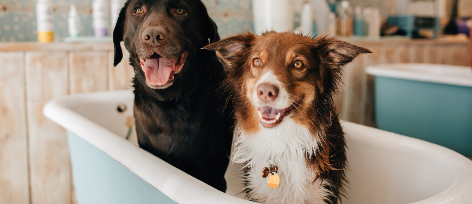 Vital Pet Club Vital Pet Club