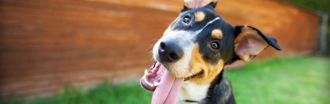 do dogs eat their puppy teeth