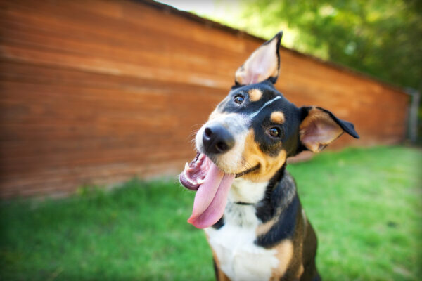 How many teeth do dogs have?