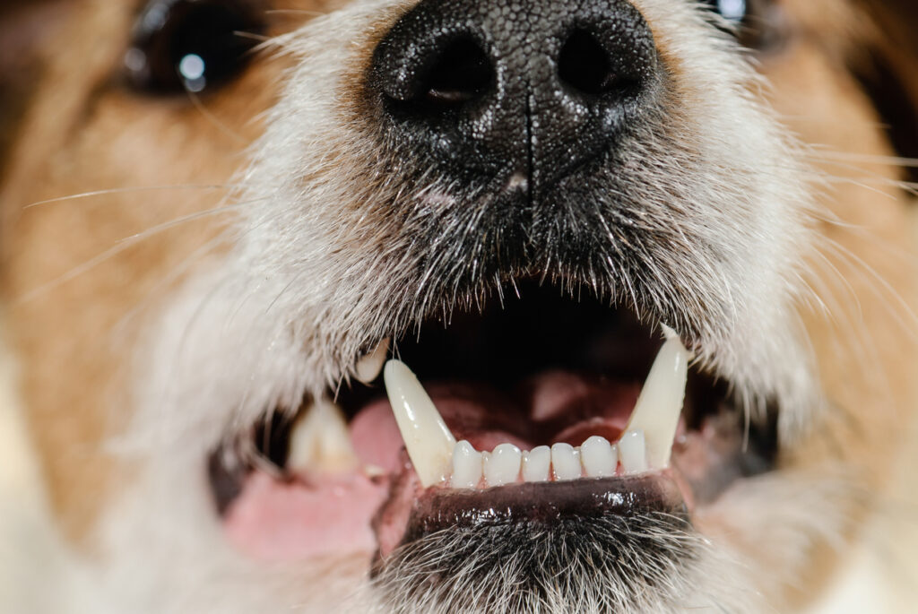 Dog teeth in an article about dog dental care