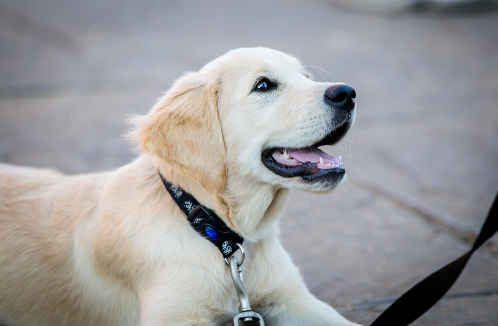 Picture of a golden retriever wearing a dog lead and collar.