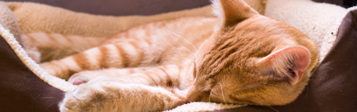 Why do cats sleep so much?