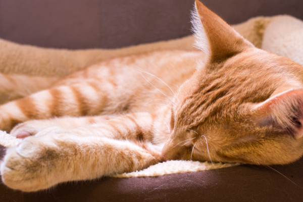 Why do cats sleep so much?