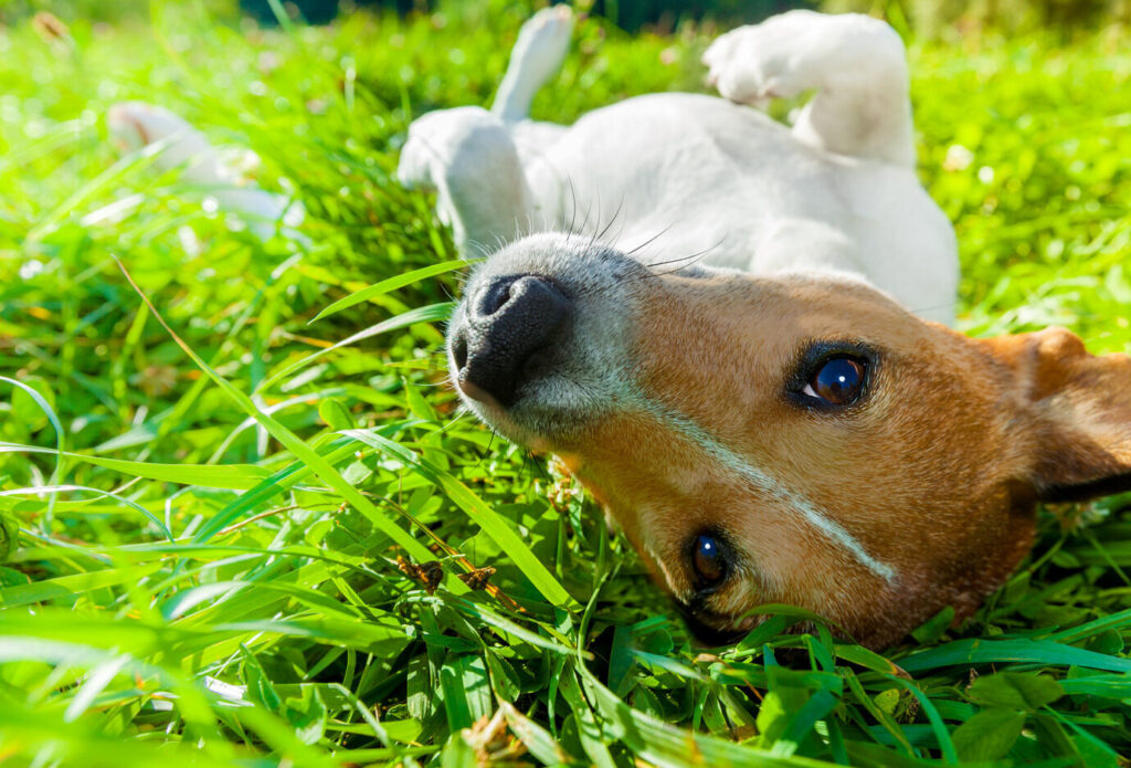 Picture of a dog rolling on its back which can be a sign that your dog is itchy all the time.