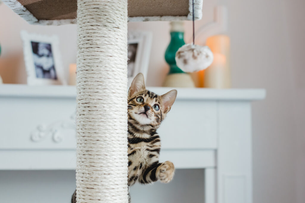 Kitten playing a game in article about whether cats play fetch.