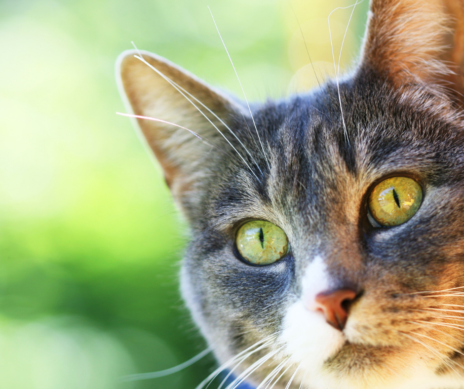 Grey and white cat looking at the camera in an article about whether cats are carnivores.