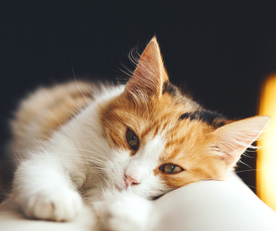 Image of a ginger and white cat relaxing in an article about what cat fleas look like.