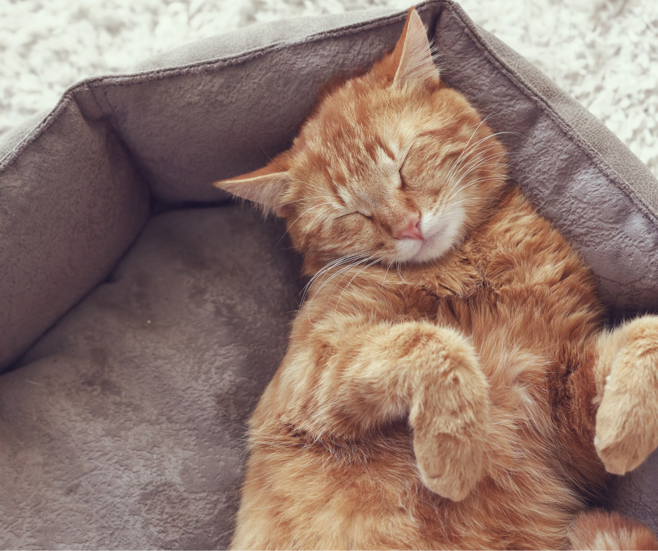Ginger cat sleeping in bed in article about why cats sleep so much.