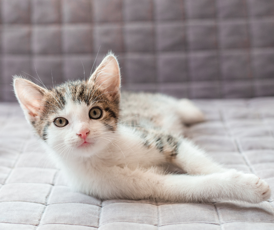 Picture of a grey and white kitten in an article about a checklist for a new kitten.