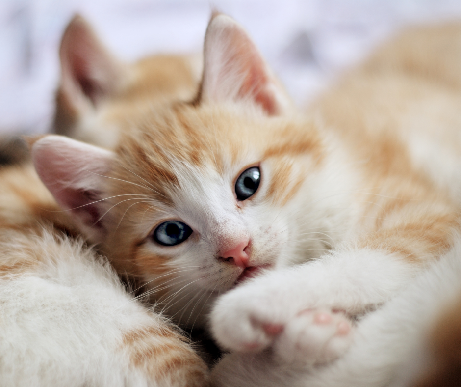 Ginger and white kitten in an article about a new kitten checklist