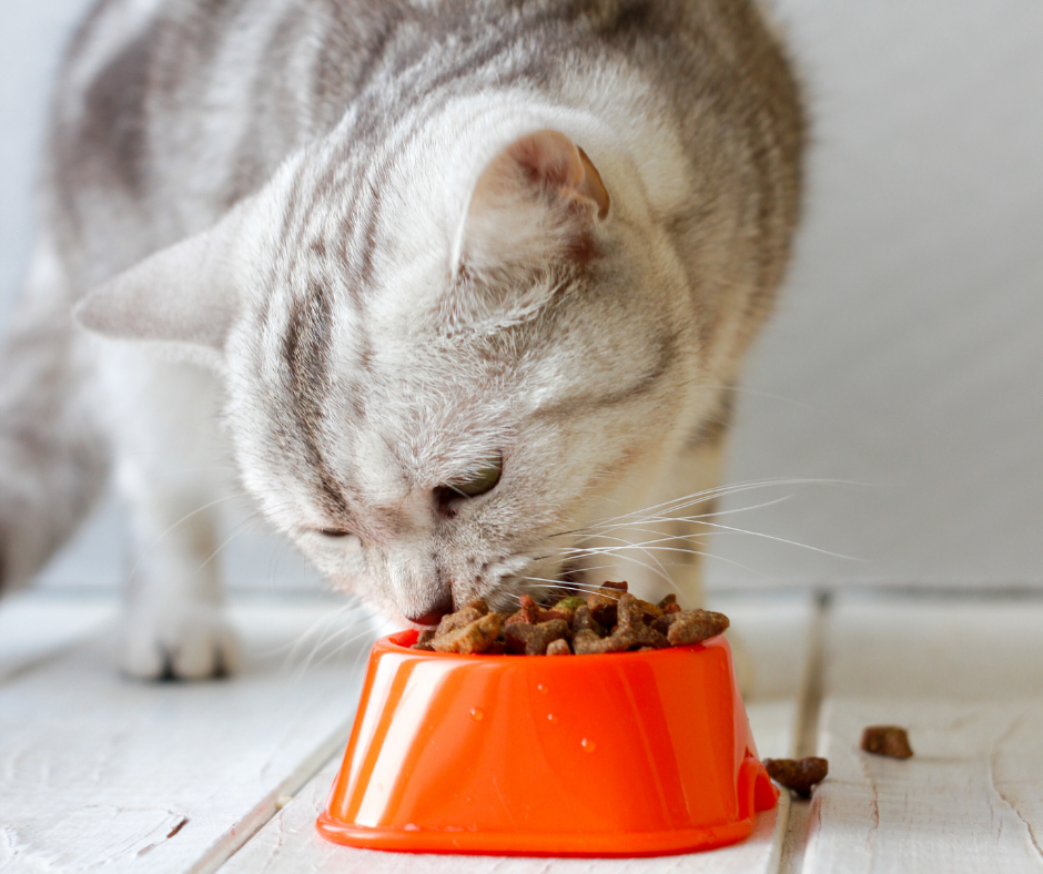 Grey cat eating food out of an orange bowl in an article about wet and dry cat food.