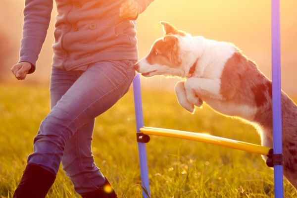Tips for puppy training…