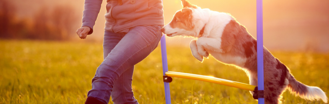 Sweat with your Pet: Could your Furry Friend be the Ultimate Workout Partner?