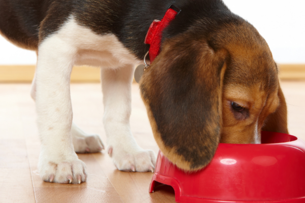 Should I feed my dog hypoallergenic?