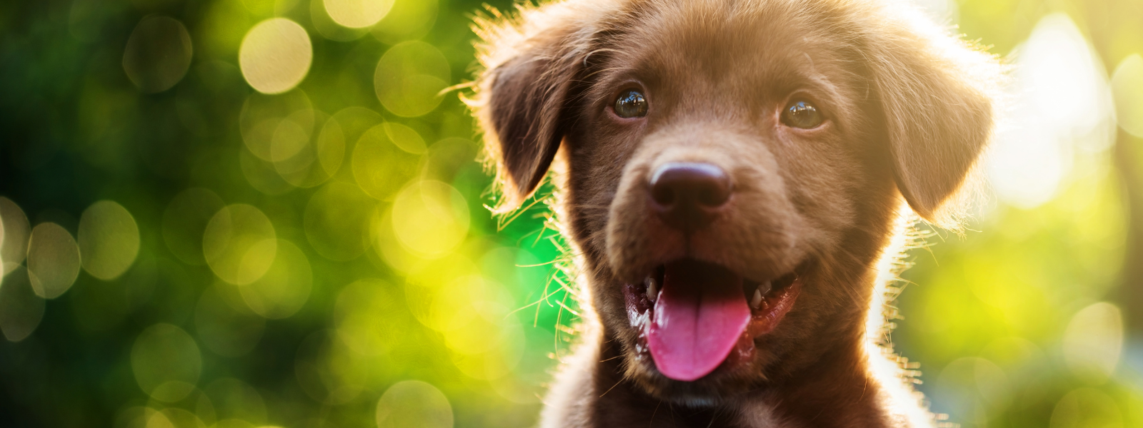 checklist-for-new-puppy-owners-advice-vital-pet-club
