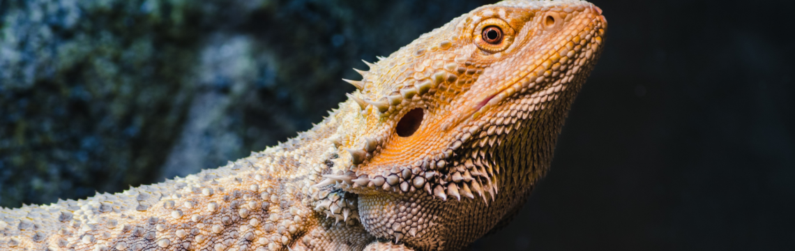 Heat lamps for reptiles…