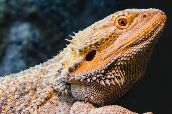 Heat lamps for reptiles…