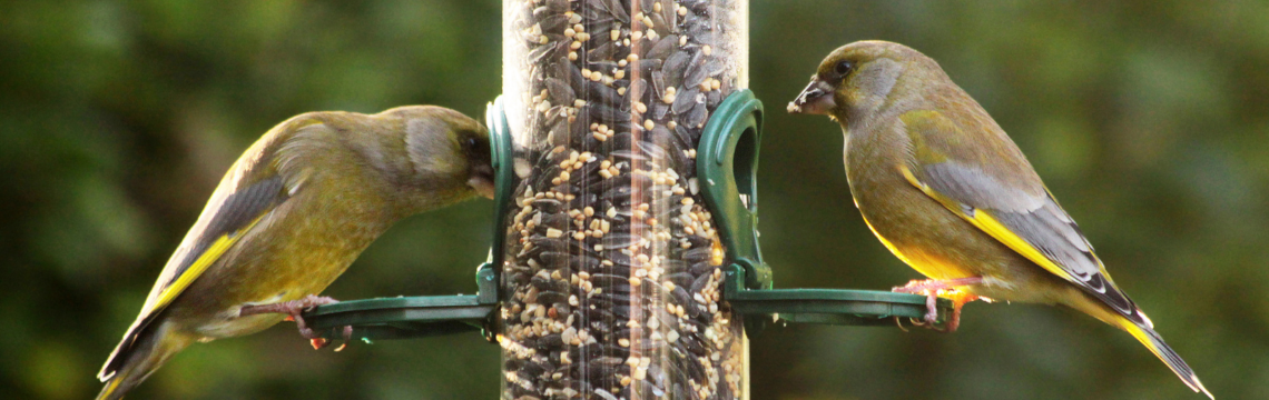 What can birds eat?