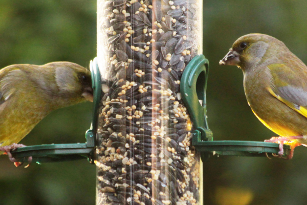 What can birds eat?