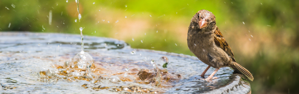 How to clean a bird bath…