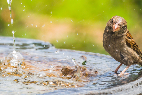 How to clean a bird bath…