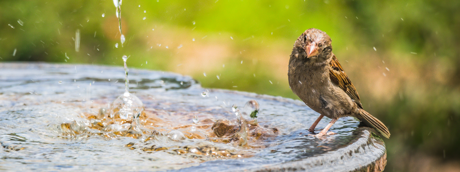 How to clean a bird bath... Bird Advice Vital Pet Club