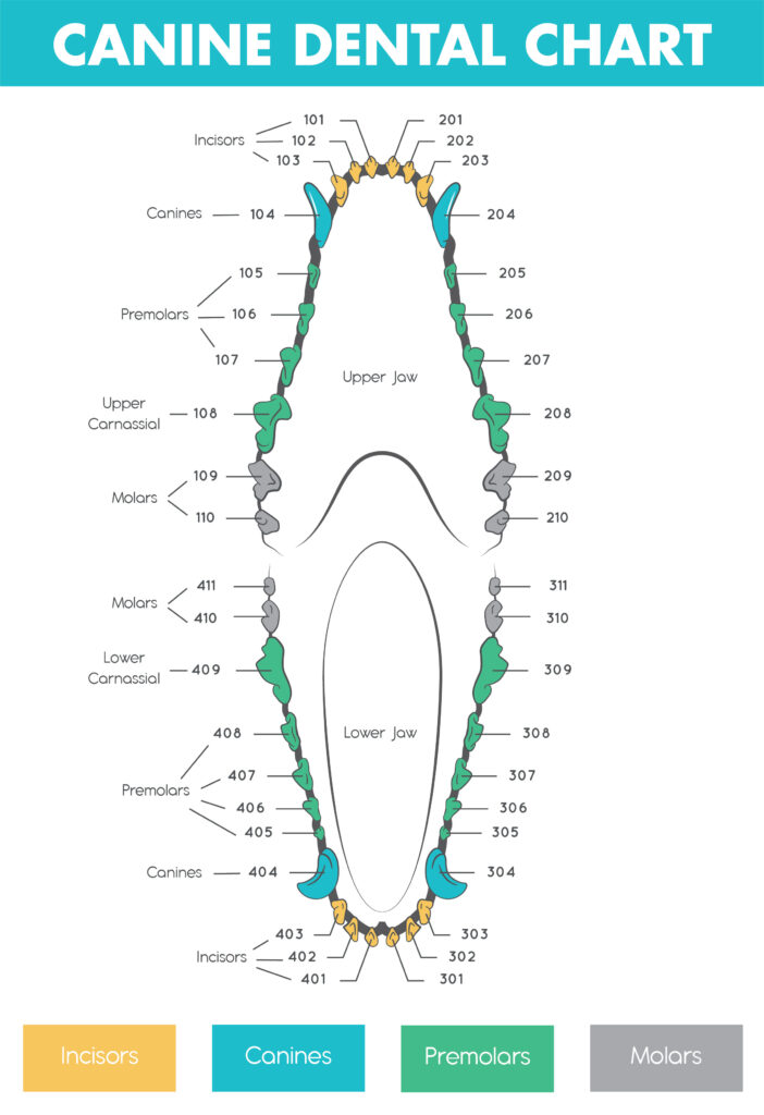 Canine dental chart that shows how many teeth dogs have.