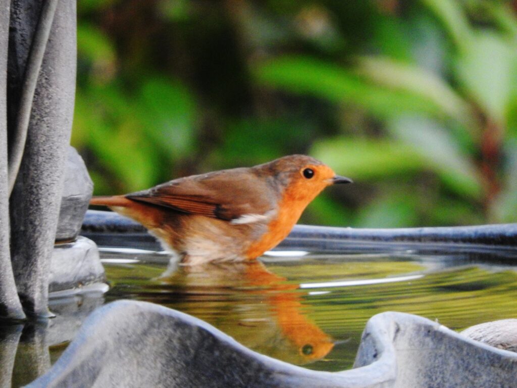 Picture of a robin in a bird bath