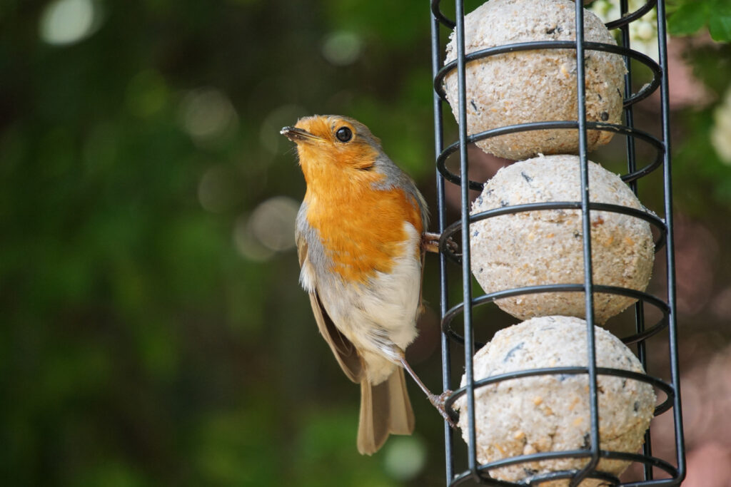 Robin eating bird food.