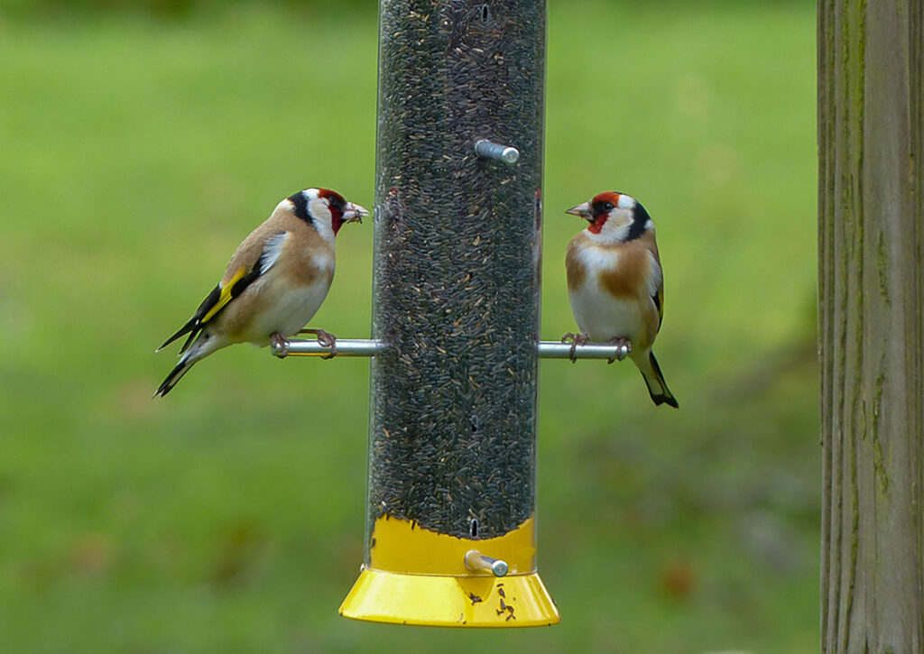 Garden birds eat from a bird feeder.