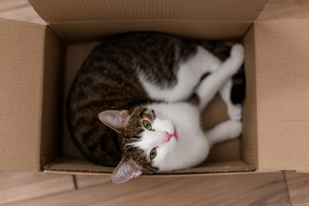 Cat sitting in a cardboard box in an article about cats playing different games.