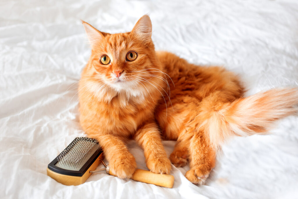 Ginger long-haired cat with grooming brush