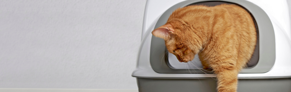 Choosing cat litter, and how to litter train a kitten.