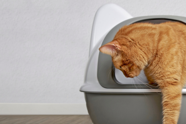 Choosing cat litter, and how to litter train a kitten.