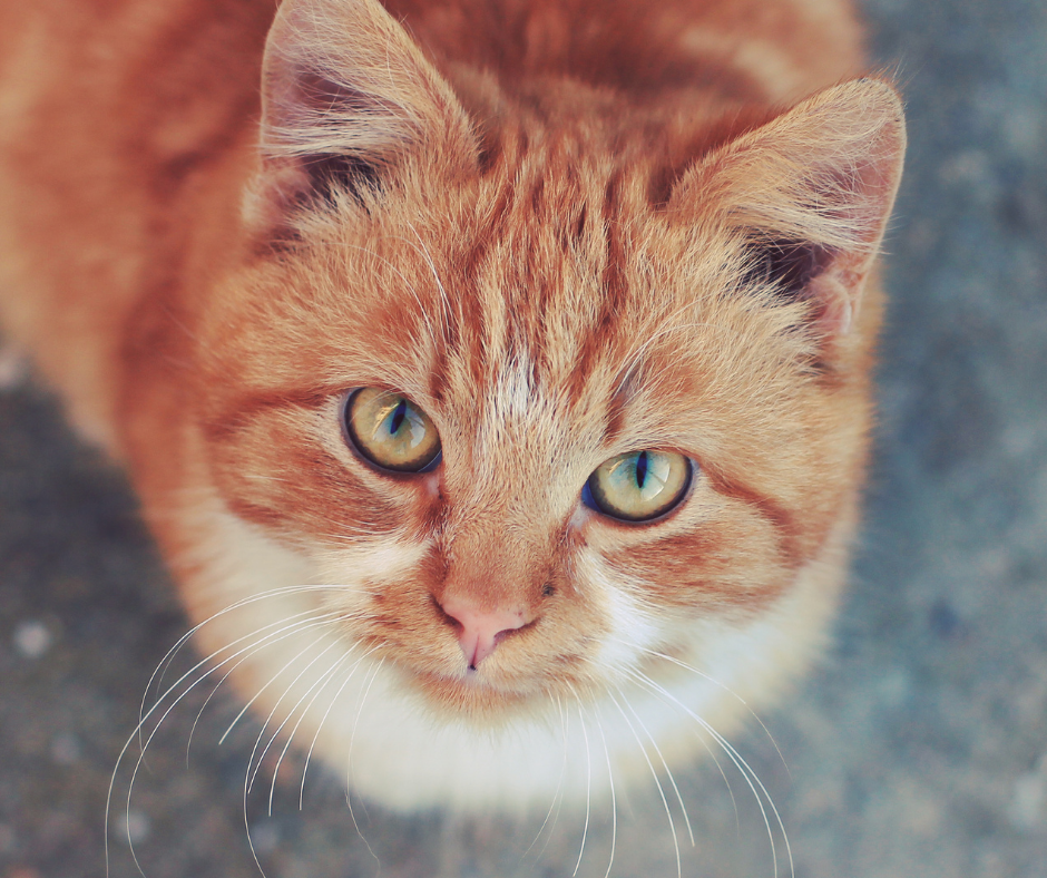 Are cats carnivores? Image of ginger cat looking up at camera in article about cat dietary needs.