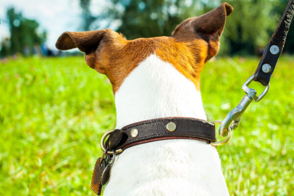 How to choose the best dog lead and collar