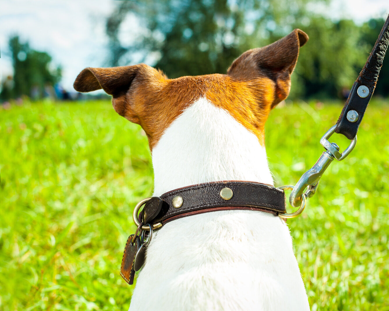 How to choose the best dog lead and collar Vital Pet Club
