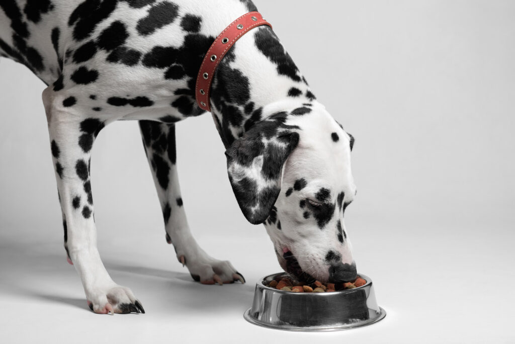 Picture of a Dalmation eating a bowl of kibble in an article about hypoallergenic dog food.