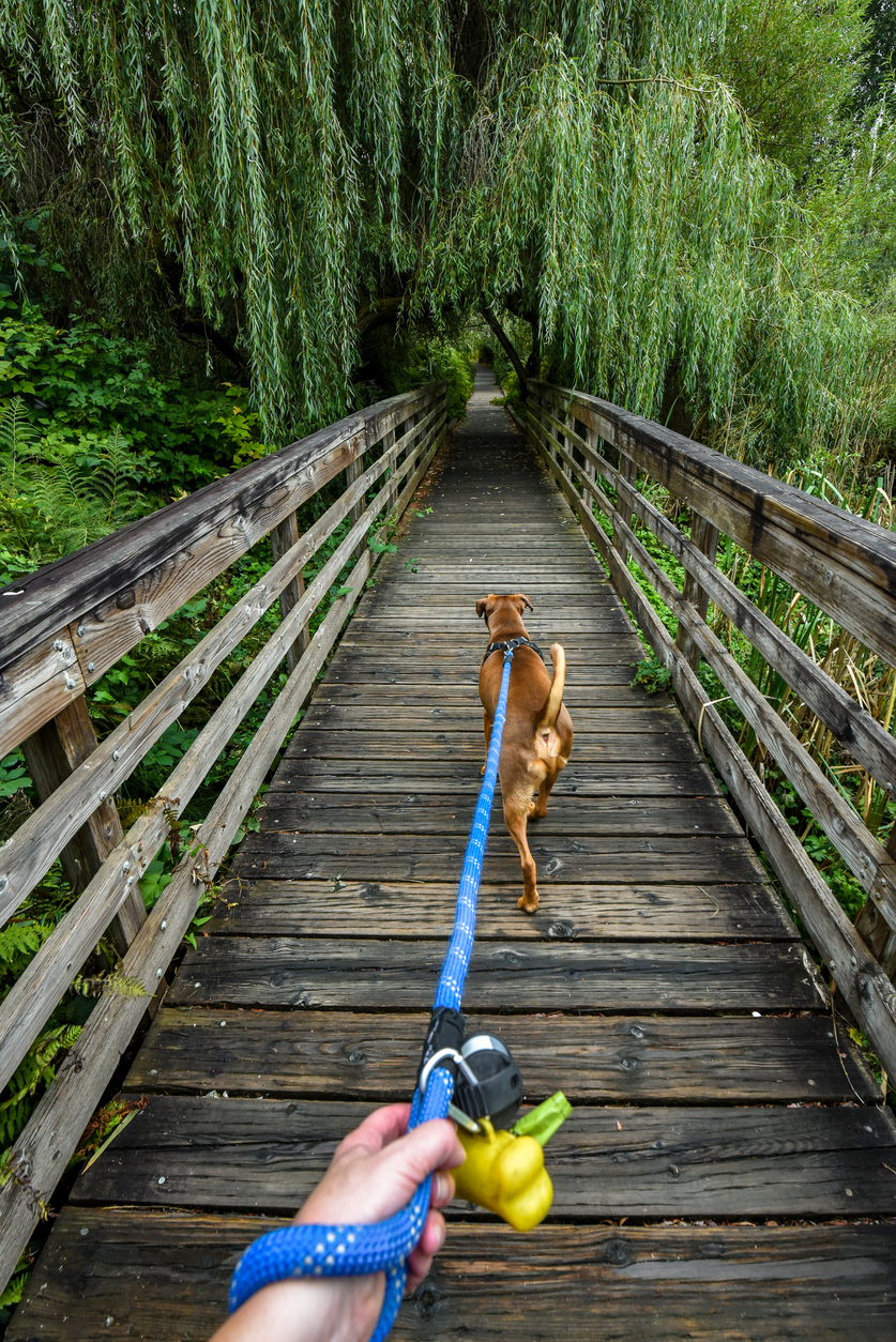 The best dog lead for your pet Advice Vital Pet Club