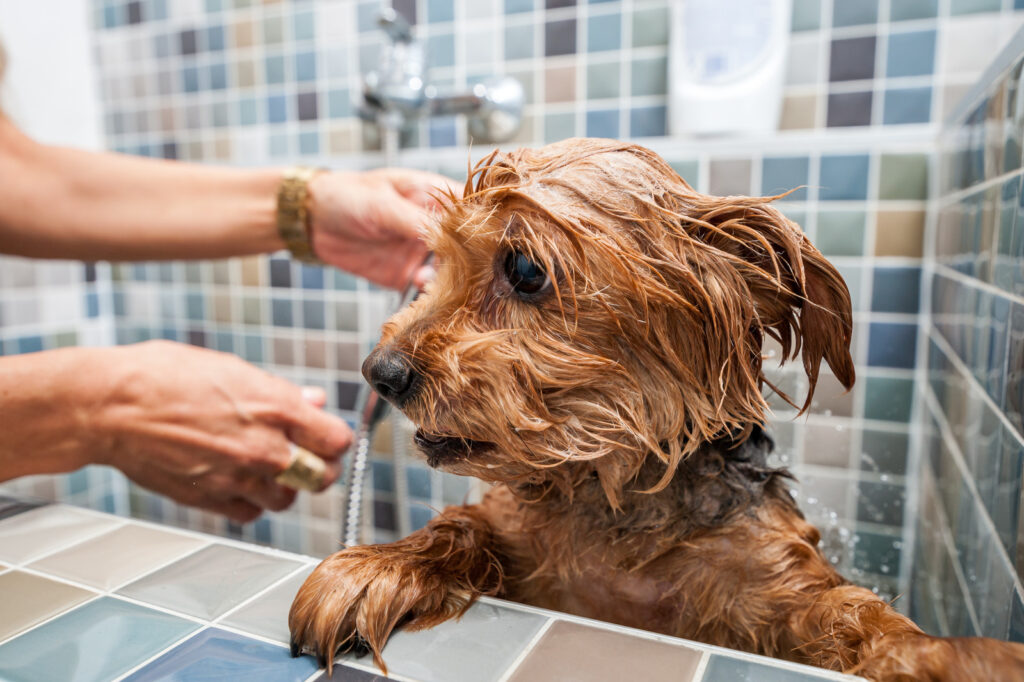 Image of someone washing their dog in the bath.