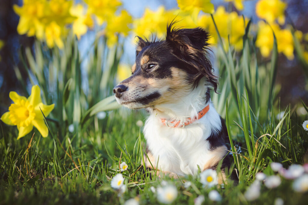 Dog ate best sale daffodil