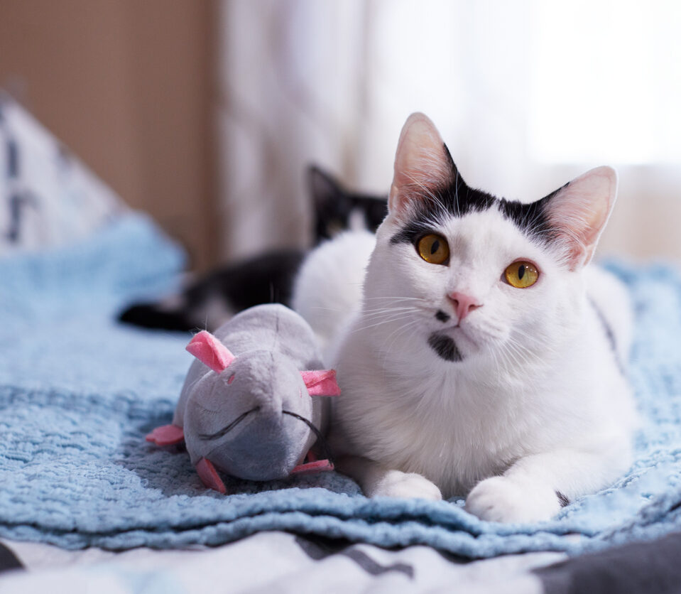 Do cats play fetch? Pet Advice Articles Vital Pet Club