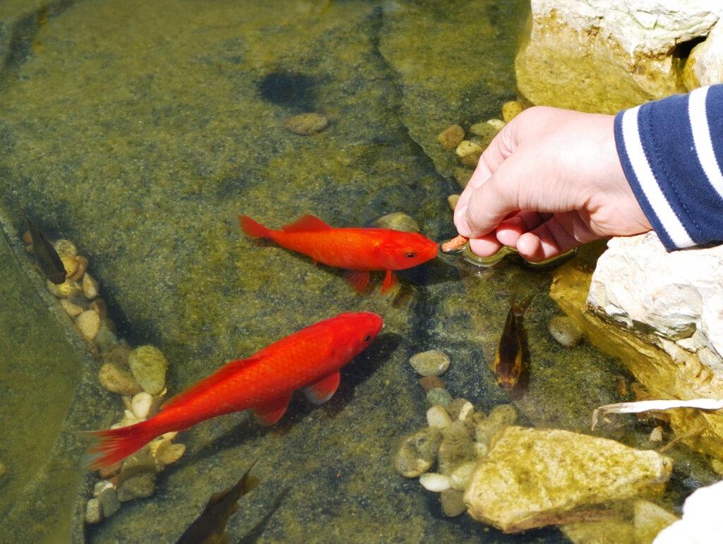 Image showing a person's hand feeding pond fish.