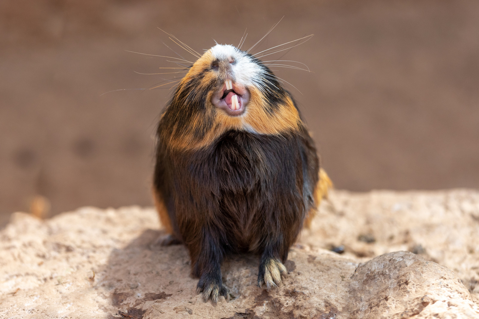 Guinea pig and rabbit teeth... Advice Vital Pet Club