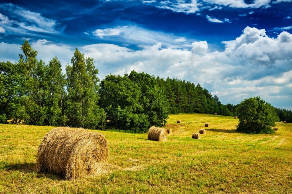 Photo of hay bales in a field, in an article on whether rabbits need hay.