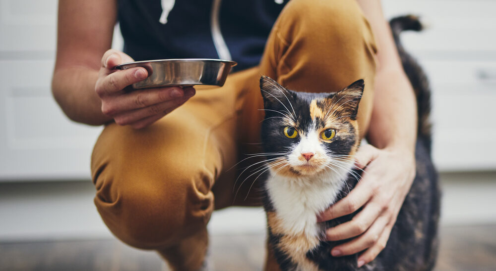 Are cats carnivores? Pet Advice Articles Vital Pet Club