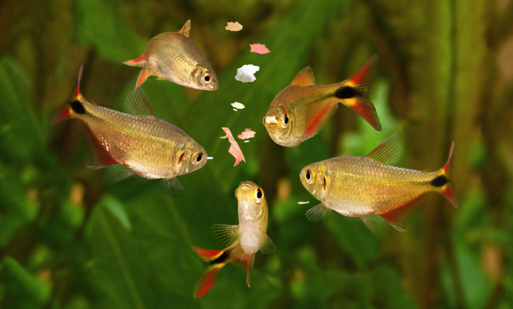 Feeding fish in a tank.