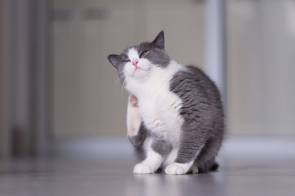 Grey and white cat scratching in an article about cat fleas.