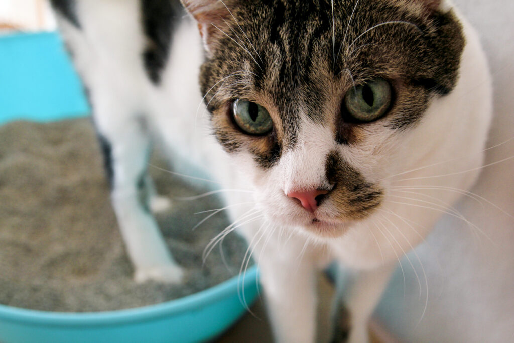 White and tabby cat climbing out of litter box.