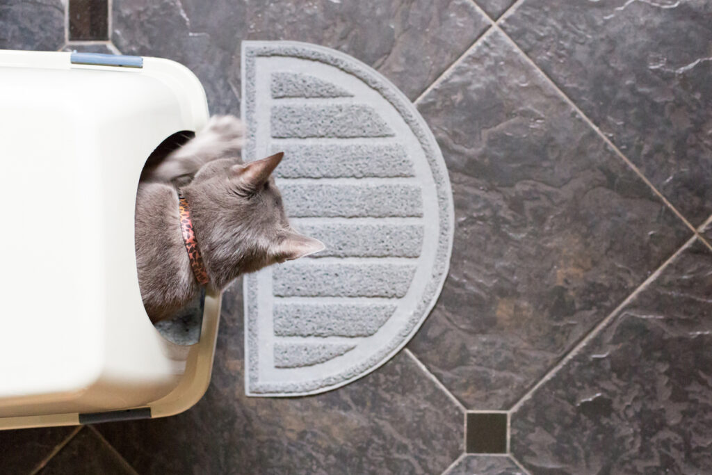 Grey cat climbing out of an enclosed litter box, in an article about how to litter train a kitten.